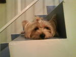 Toby - Silky Terrier Dog