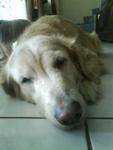 Lois - Golden Retriever Dog