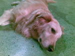 Lois - Golden Retriever Dog