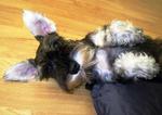 Lulu Lost In Port Dickson - Schnauzer Dog