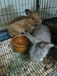 Rabbit For Adoption.shah Alam - Lop Eared + Lionhead Rabbit