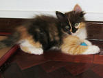 Bodi's new kitten! Kitten number 1 of 2.