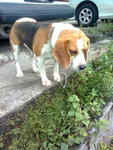 PF14401 - Beagle Dog