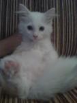 Comel - Persian Cat