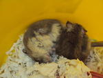 Cicik &amp; Kecik - Short Dwarf Hamster Hamster