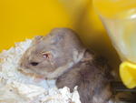 Cicik &amp; Kecik - Short Dwarf Hamster Hamster