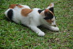 Tibby - Calico Cat