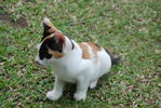 Tibby - Calico Cat