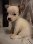 White Grey Chihuahua Puppy - Chihuahua Dog