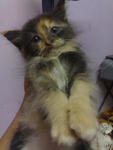 Bienda - Persian + Siamese Cat