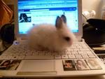 Teddy Bear Rabbit (Toy Size) - Bunny Rabbit Rabbit