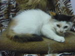 Tara Ladyzz N Tara Tenz - Calico Cat