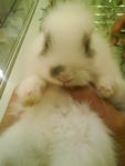 Putih - Bunny Rabbit Rabbit