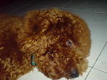 Miki - Poodle Dog