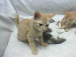 Pf 14807 Osim &amp; Cuddles Adopted - Domestic Short Hair Cat