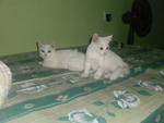 PF14910 - Persian + Domestic Medium Hair Cat