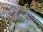 Reiku Jr - Persian + Domestic Long Hair Cat