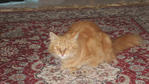 Reiku Jr - Persian + Domestic Long Hair Cat