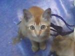 Pf 14928 -- Bobo - Domestic Short Hair Cat