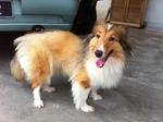 Shetland Sheepdog Cici - Shetland Sheepdog Sheltie Dog