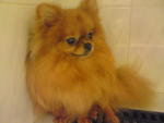 Ding Ding - Pomeranian Dog