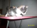 Urgent :3 Cute Kittens For Adoption - Domestic Short Hair Cat