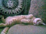 Kuning - Domestic Short Hair + Tabby Cat