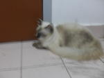 Maru - Persian + Domestic Long Hair Cat