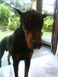 Champ - Doberman Pinscher Dog