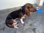 Hush Puppy - Basset Hound Dog