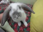 Bobby - American Fuzzy Lop Rabbit