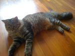 Aslan - Domestic Long Hair + Tabby Cat