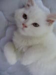 Snow White  - Domestic Long Hair Cat