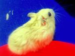 Hagemaru - Striped Hamster Hamster