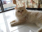 Crechix - Persian Cat