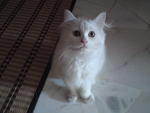 Putihh - Persian Cat