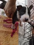 Bull Terrier Puppy - Bull Terrier Dog