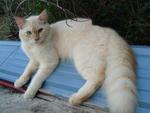 Benji - Birman + Persian Cat