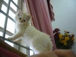 Benji - Birman + Persian Cat
