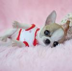 PF15769 - Chihuahua Dog