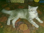 Johnny - Persian Cat