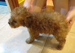 Cute Little Toy Poodle For Sale - Poodle Dog