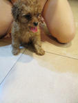 Cute Little Toy Poodle For Sale - Poodle Dog