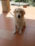 Louis - Golden Retriever Dog