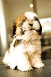 Champion Shih Tzu Puppy For Sales - Shih Tzu Dog