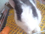 Cik Nab - Angora Rabbit Rabbit