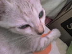 Prince Caspian - Tabby + Siamese Cat