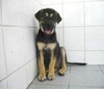 PF1624 - German Shepherd Dog Dog
