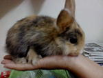 Kiwi - Harlequin + Bunny Rabbit Rabbit