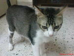 Embun &amp; Kakak - Domestic Short Hair Cat